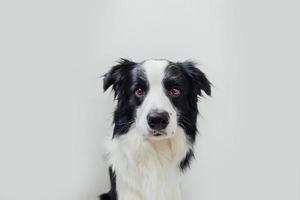 Funny studio portrait of cute smiling puppy dog border collie isolated on white background. New lovely member of family little dog gazing and waiting for reward. Pet care and animals concept. photo