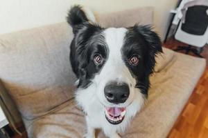 Funny portrait of cute puppy dog border collie on couch. New lovely member of family little dog looking happy and exited, playing at home indoors. Pet care and animals concept. photo