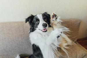 Funny portrait of cute puppy dog border collie on couch. New lovely member of family little dog looking happy and exited, playing at home indoors. Pet care and animals concept. photo