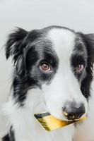 Cute puppy dog border collie holding gold bank credit card in mouth isolated on white background. Little dog with puppy eyes funny face waiting online sale, Shopping investment banking finance concept photo