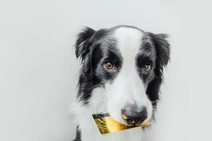 Cute puppy dog border collie holding gold bank credit card in mouth isolated on white background. Little dog with puppy eyes funny face waiting online sale, Shopping investment banking finance concept photo