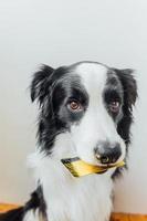 Cute puppy dog border collie holding gold bank credit card in mouth on white background. Little dog with puppy eyes funny face waiting online sale, Shopping investment banking finance concept photo