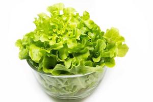 Green Oak Lettuce photo