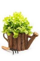 Green Oak Lettuce photo