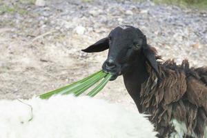 The black sheep were eating grass with deliciousness. photo