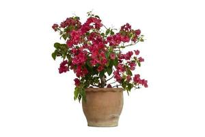 Pink Bougainvillea flower in pot isolated on white background with clipping path. photo