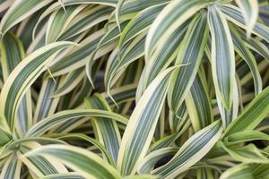 dracaena reflexa lam o canción de la planta india en el jardín como fondo. foto