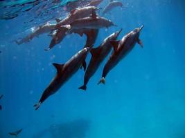 Dolphins. Spinner dolphin. Stenella longirostris is a small dolphin that lives in tropical coastal waters around the world. photo
