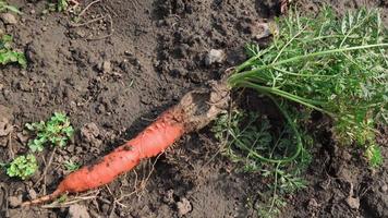 carottes gâtées avec défaut, gisant sur le sol dans le jardin. video