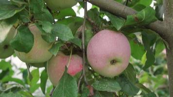 Apples growing on tree, among which there are rotten and spoiled. Camera moves slowly along branch. video