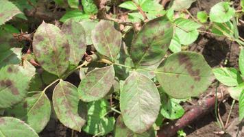 feuilles de rose endommagées montrant des taches douloureuses. video