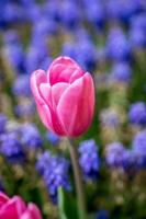 flor de tulipán de colores en el jardín foto