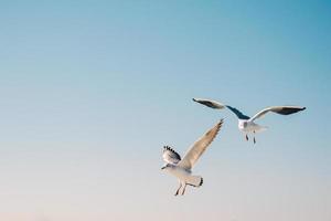 Pair of seagulls flying in the sky photo