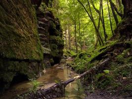 Enchanted valley in the forest photo