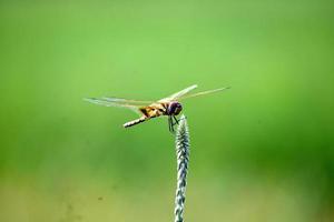 cute long tail butterfly sitting on grass photo