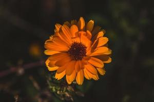 Macro photo of coloured flower