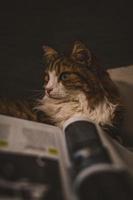 Portrait of a cat near a magazine photo