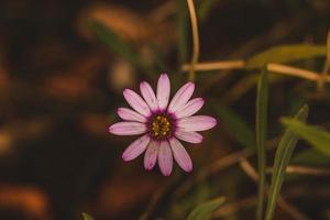 foto macro de flor de color