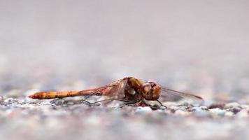 aufmerksame purpurrote libelle im profilschuss einer insektenkillerlibelle, die sich auf der straße aufwärmt und auf fliegen oder andere insekten wartet, die sie als nützliches tier mit roten facettenaugen und filigranen flügeln jagen können video