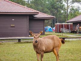 Cute Deer on Phu Kradueng mountain national park in Loei City Thailand.Phu Kradueng mountain national park the famous Travel destination photo