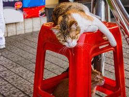 Cat on the chair playing with Cat under the table on the street in china photo