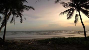 mooi zonsondergang met zee strand en kokosnoot palm boom video