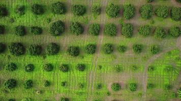 antenne visie van teelt bomen en plantage in buitenshuis kinderkamer. mooi agrarisch tuin. teelt bedrijf. natuurlijk landschap achtergrond. video