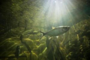 Underwater ocean abstract blur for background photo