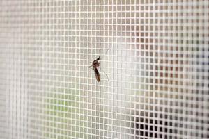 mosquito en la pantalla de alambre de la red de insectos cerca de la ventana de la casa foto