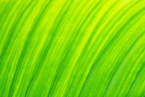 fresh green leaf texture natural abstract background close up with copy space photo