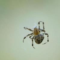 Cross spider crawling on a spider thread. Halloween fright. A useful hunter among photo