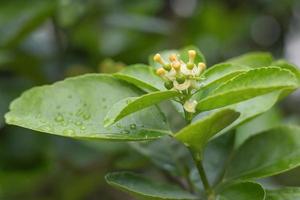 Young lime fresh and fragrant On the lime tree with bokeh background. photo