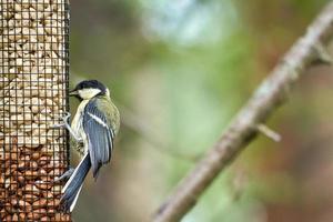 Great tit sitting in tree on a branch. Wild animal foraging for food. Animal shot photo