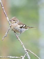 Chaffinch young on a branch in the forest. Brown, gray, green plumage. Songbird photo