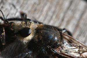 Yellow murder fly or yellow robber fly with a bumblebee as prey. Insect is sucked photo