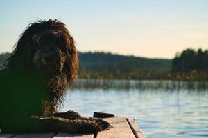 perro goldendoodle acostado en un embarcadero y mirando un lago en suecia. foto de animales