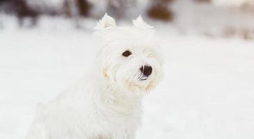 lindo perro terrier blanco foto