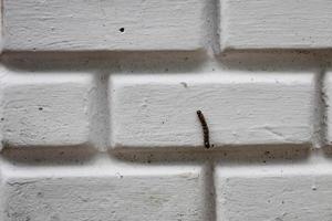 furry caterpillar on wall photo