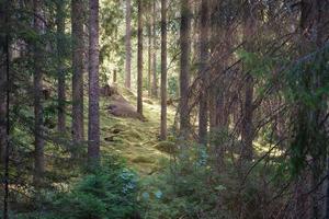 Sunlight falling through a forest of pine trees. Trees and moss on the forest floor photo