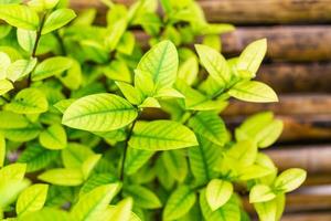 Background of greenery leaves with small leaves and patterns. photo