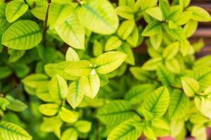 Background of greenery leaves with small leaves and patterns. photo