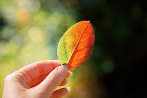 Closeup natural autumn fall view woman hands holding red orange leaf on dark park background. Inspirational nature october or september wallpaper. Change of seasons concept. photo