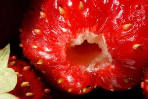 Industrial cultivation of strawberry plant. Ripe red fruits strawberry macro extreme close up. Strawberry fruit background. Natural growing of berries on farm. Eco healthy organic food concept. photo