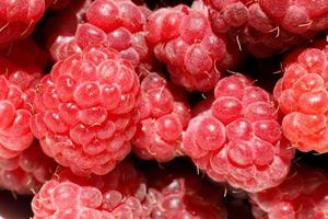 Industrial cultivation of raspberry plant. Ripe red fruits raspberry macro close up. Raspberry fruit background. Natural growing of berries on farm. Eco healthy organic food concept. photo