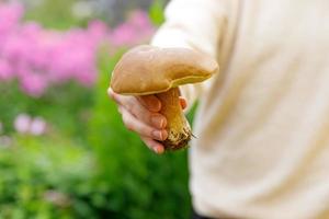 mano femenina sosteniendo setas comestibles crudas con bollo de centavo de gorra marrón en el fondo del bosque otoñal. cosecha recogiendo setas grandes ceps en entorno natural. cocinar un delicioso concepto de comida orgánica. foto