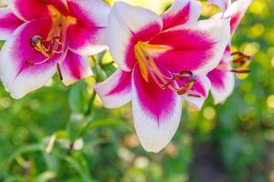 Beautiful pink white Lily flower close up detail in summer time. Background with flowering bouquet. Inspirational natural floral spring blooming garden or park. Ecology nature concept. photo