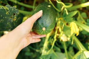 concepto de jardinería y agricultura. mujer trabajadora agrícola cosechando a mano calabacín orgánico maduro fresco verde en el jardín. producción de alimentos caseros vegetarianos veganos. mujer recogiendo calabaza calabacín. foto