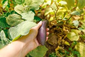 concepto de jardinería y agricultura. trabajadora agrícola cosechando a mano berenjena orgánica madura fresca morada en el jardín. producción de alimentos caseros vegetarianos veganos. mujer recogiendo berenjena berenjena. foto