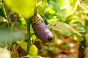 concepto de jardinería y agricultura. berenjena orgánica madura fresca púrpura perfecta lista para cosechar en rama en el jardín. producción de alimentos caseros vegetarianos veganos. mujer recogiendo berenjena berenjena. foto