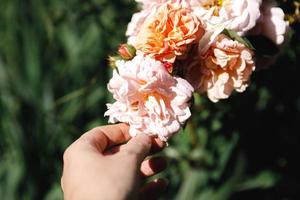 Woman hand holding pink rose flowers in rockery in summer time. Gardener worker cares about flowers in flower garden. Floriculture hobby and flower planting cultivating concept. photo